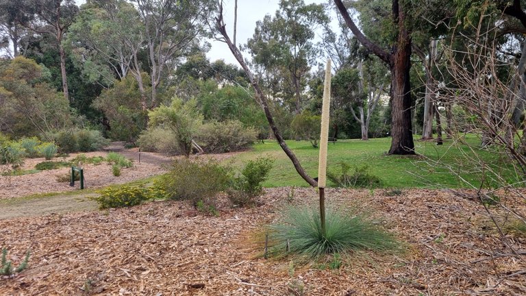 This Xanthorrhoea grass tree has the biggest and fattest flower I have ever seen, I hope to ones I put in at home grow this well.