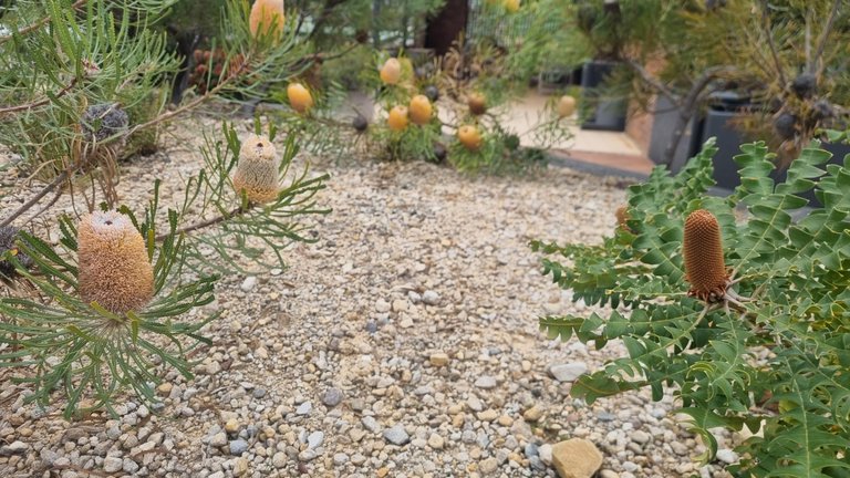 I like theses Banksia bushes as well, I want a couple for my front yard.