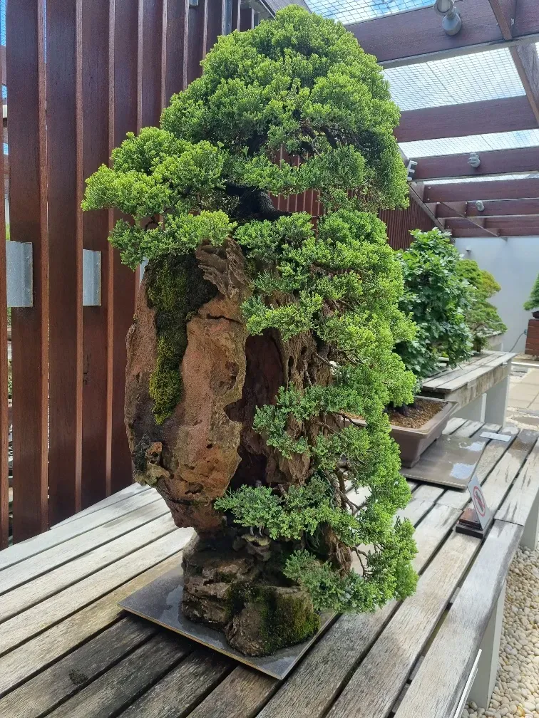 National Arboretum Bonsai collection.