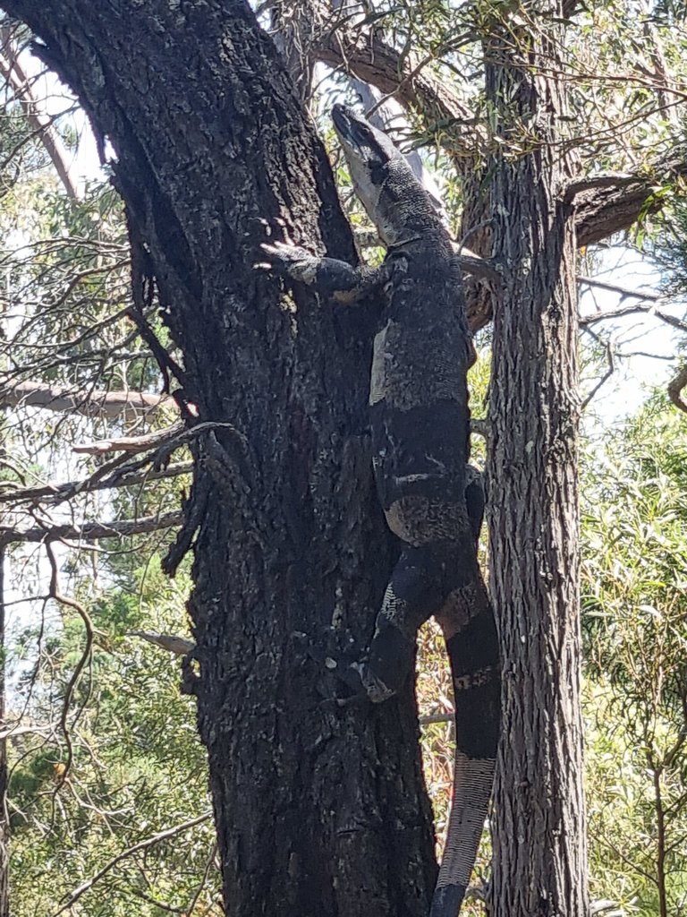 We saw a couple of big goannas as well.