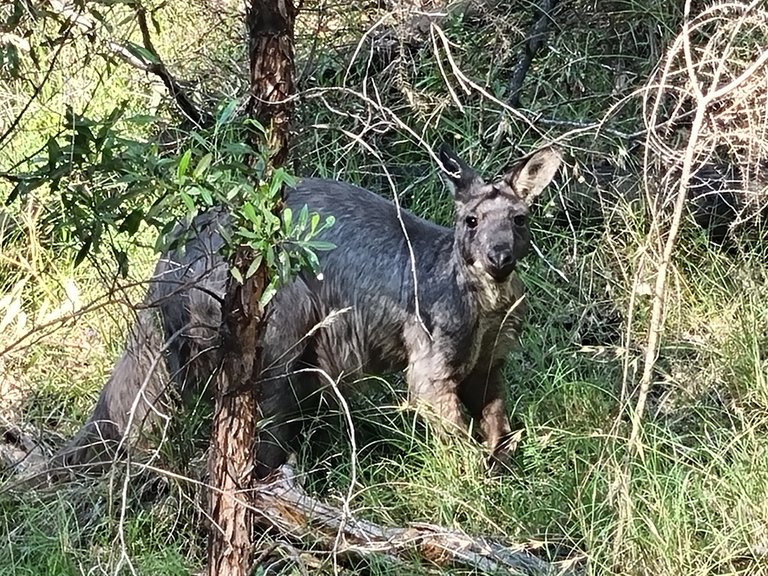 This big grey Kangaroo looked old enough and to have seen the volcano in action.