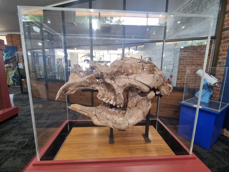 The tourist Information centre in Coonabrabran is pretty cool too. They have the Tambar Springs Diprotodon which was found not far from here. It was the largest Marsupial that roamed Australia about 20,000 years ago. It was about the size of a rhino