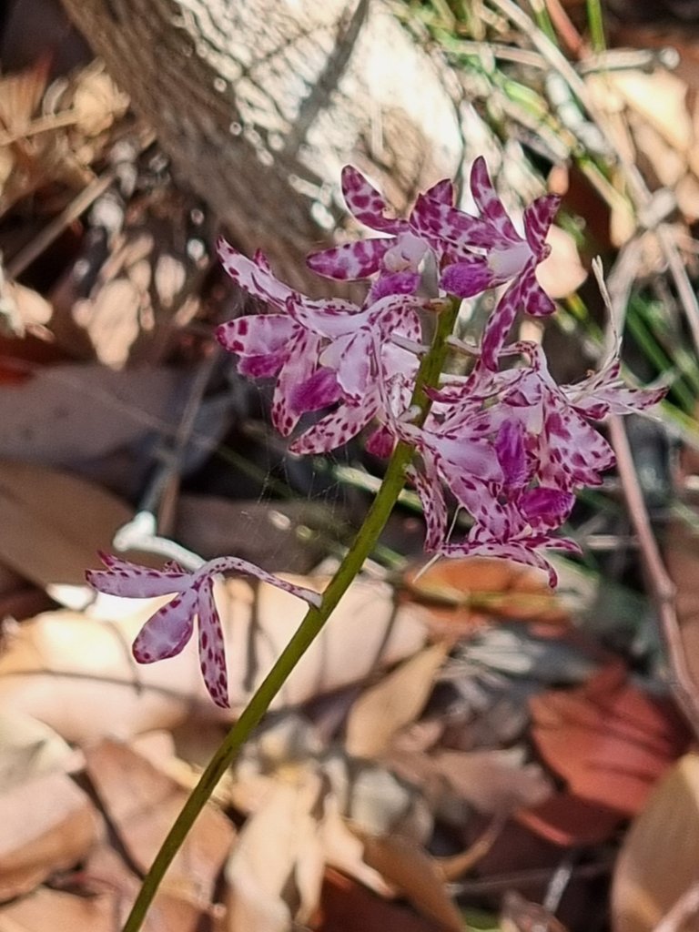 Dipodium Variegatum orchid