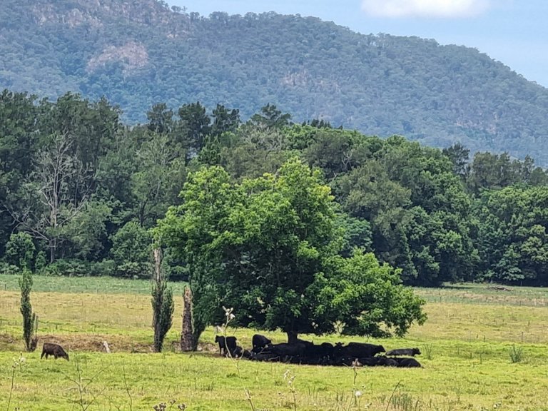 It was pretty warm even with only half a walk done. The cows had the right idea resting in any shade they could find.