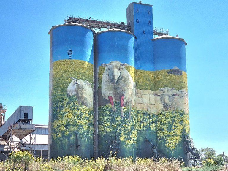 The sheep with red socks is all about the sponsor of the Festival of Fleece, I suppose someone had to pay for all the painting on the silos it would not be cheap.