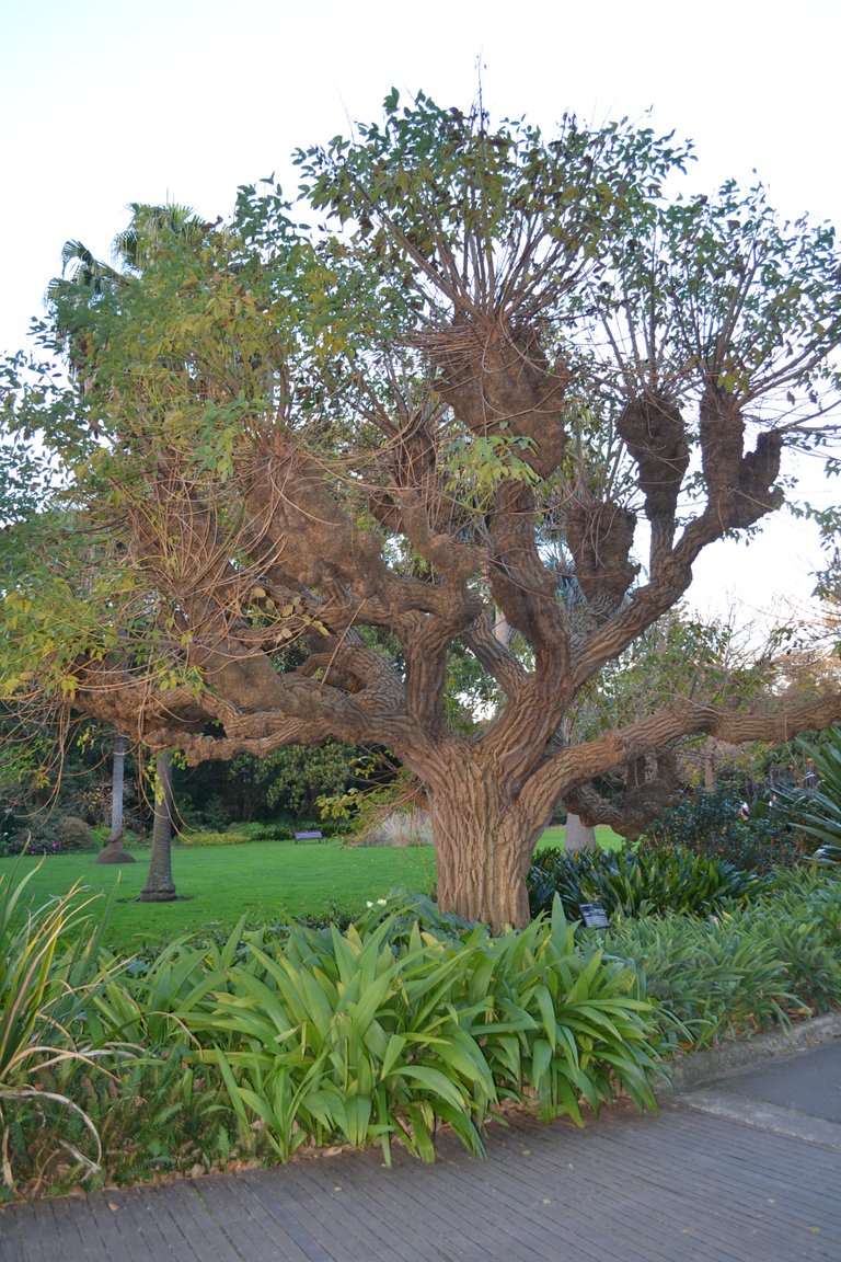 I call this our home grown Harry Potter Tree, remember the tree that kept moving and sometimes spanking the Harry Potter characters, be careful kids don’t be naughty near this tree