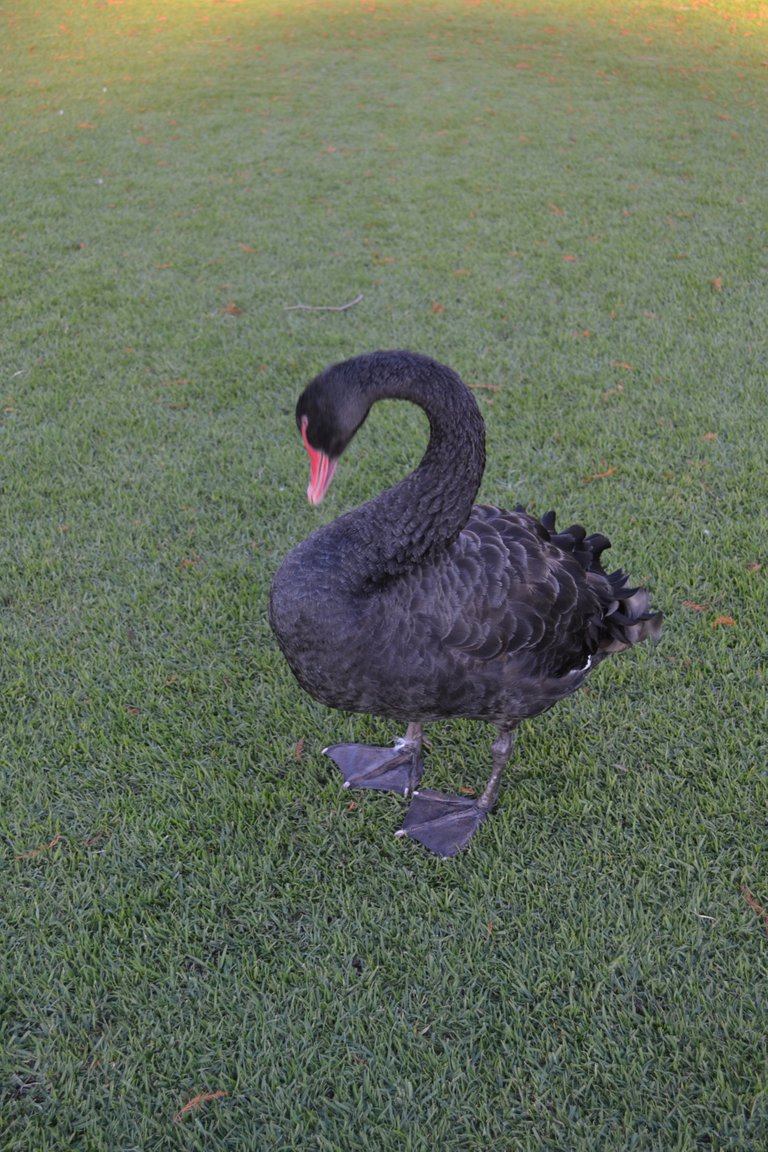 This black Swan is a real character spends all day chasing tourists for a bit of their sandwich and whatever bread crumbs he can muster.