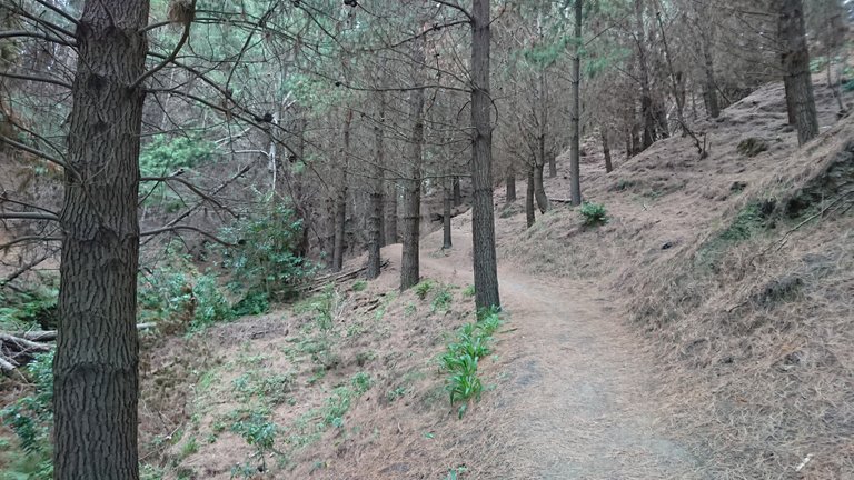 Entering the forest at Tom's Track...