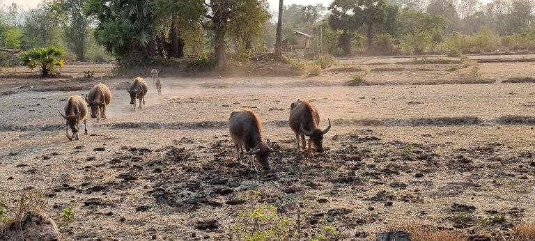 Buffalos crossing a rice field