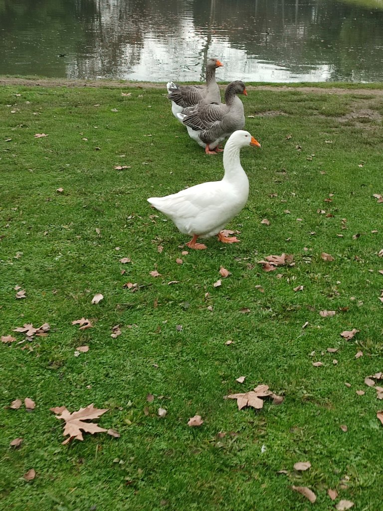 The ducks are really friendly and also a little bit scary there is one that run to me and I Was scared ah ah ah