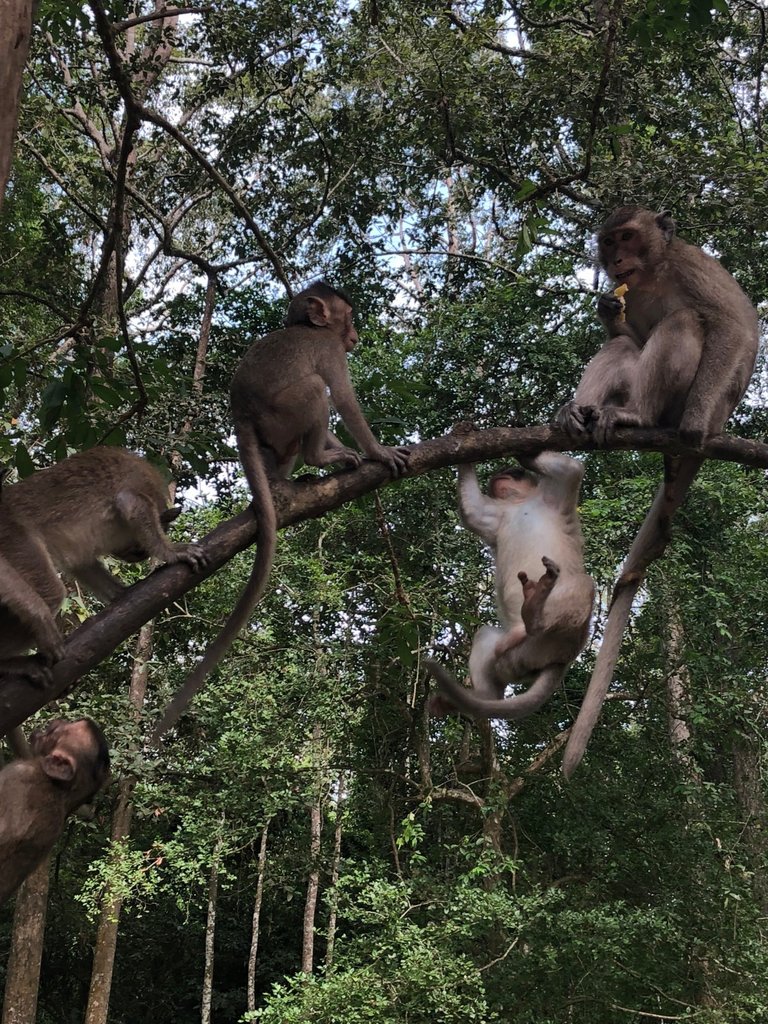 Monkeys in Cambodia