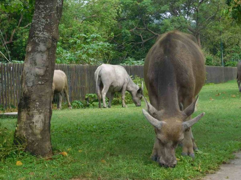 Do they go Mooo? or do they go glub glub? Cuz WATER buffalo.