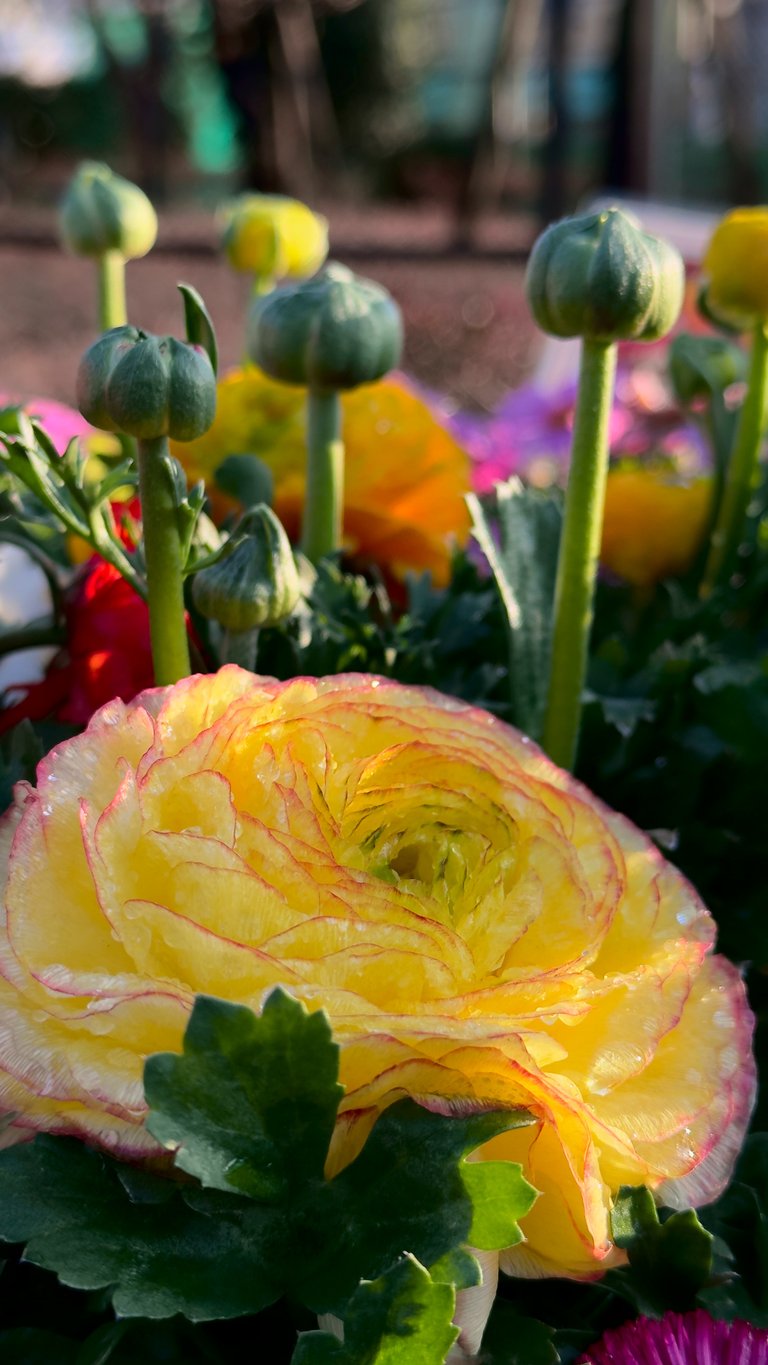 Yellow Persian Buttercup