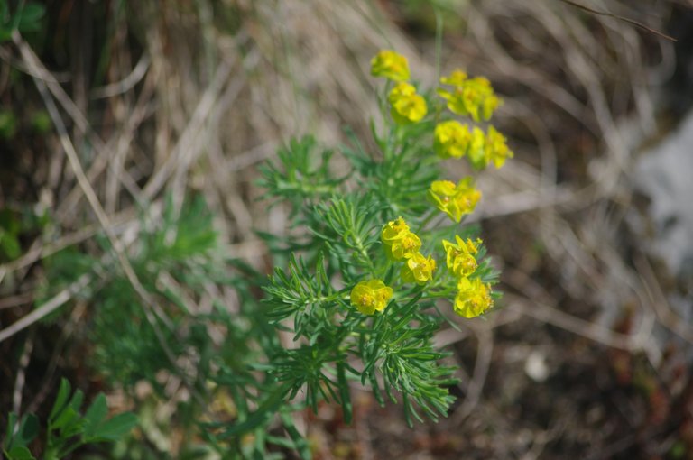 IMGP0254.JPG
