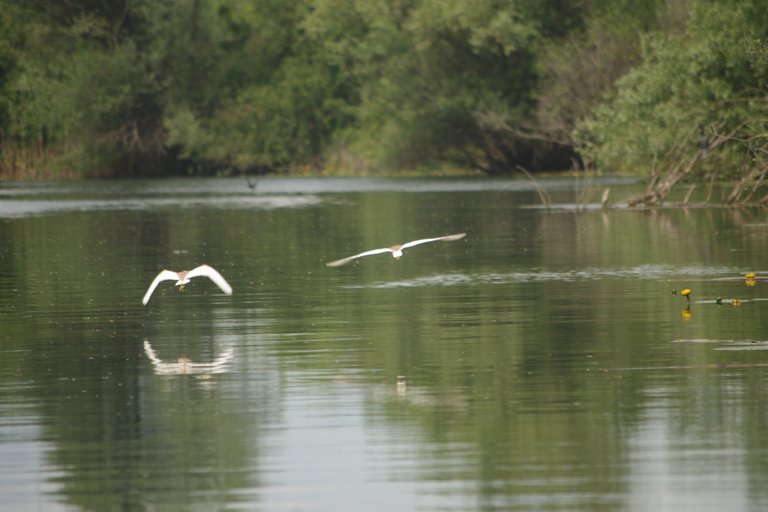 IMGP0795.JPG