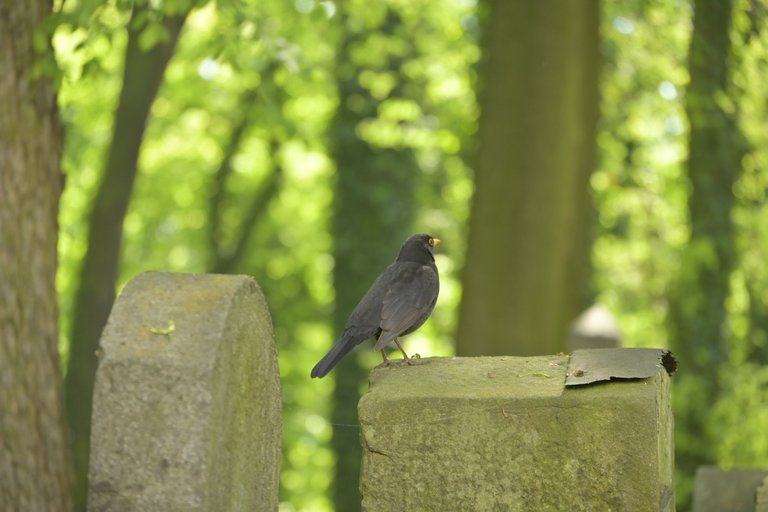 _DSC7002.JPG