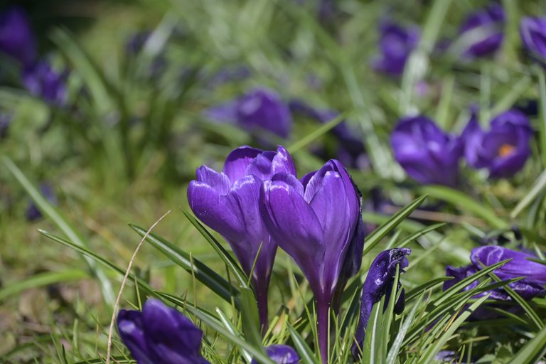 _DSC6011.JPG