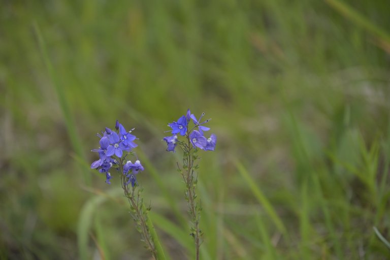 _DSC7737.JPG