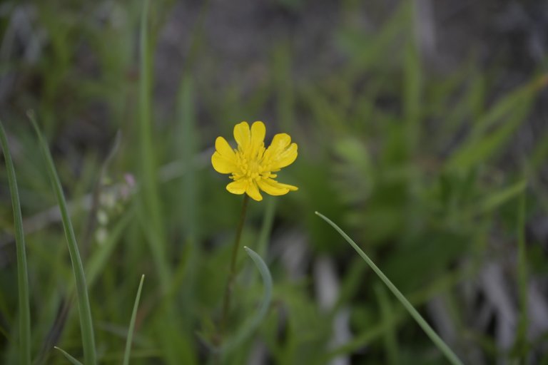 _DSC7700.JPG