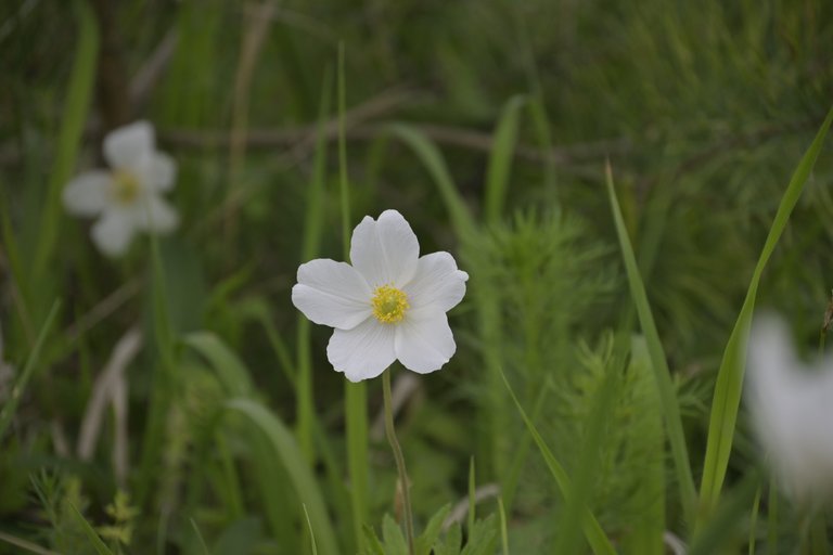 _DSC7728.JPG