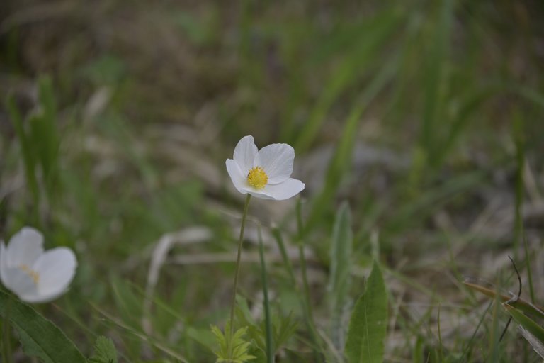_DSC7735.JPG