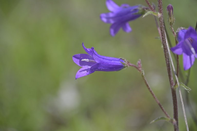 _DSC7779.JPG
