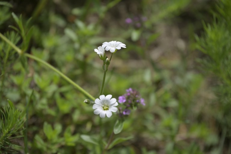 _DSC7774.JPG