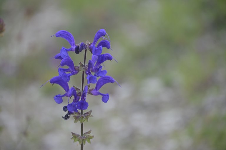 _DSC7763.JPG