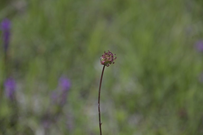 _DSC7850.JPG