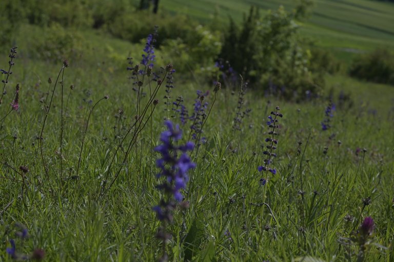 _DSC7891.JPG