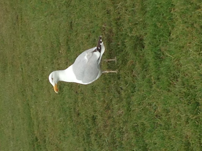 Seagull in UK