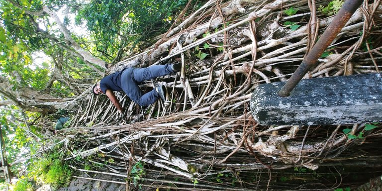 Exploring the Living Root Bridges of Meghalaya, India.