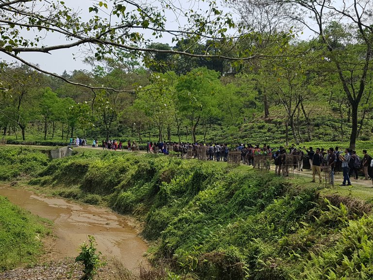 Tea Forest