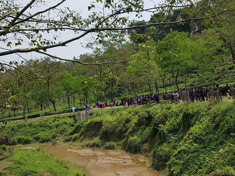 walking through the tea forest mountain road