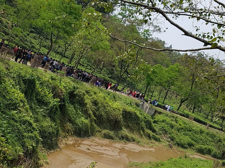 another view of tea forest