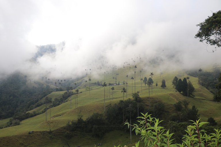 Grasslands where jungle used to