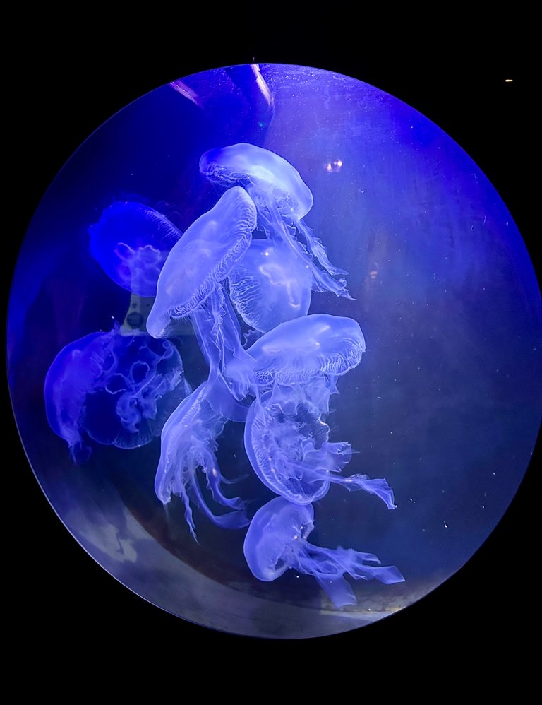 Moon jelly fishes…one of the highlights of my visit!