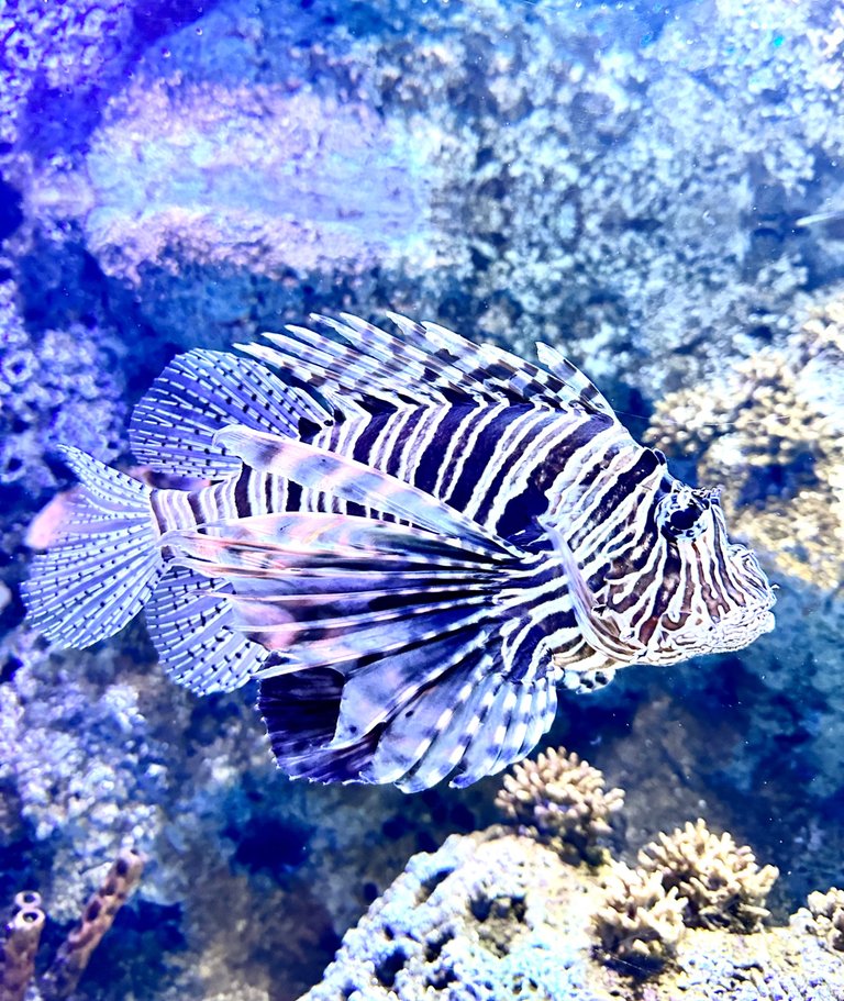 Lion fish are very much present and so beautiful too!!!