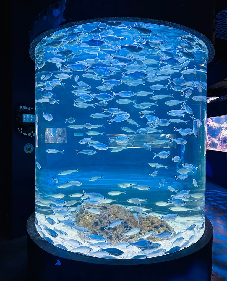 This is what you get to see first once you enter the oceanarium!!!
