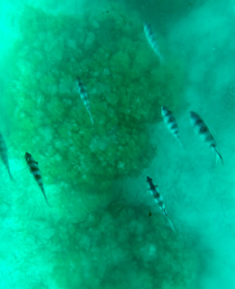 Some of the fishes and corals we saw in the glass bottom boat!