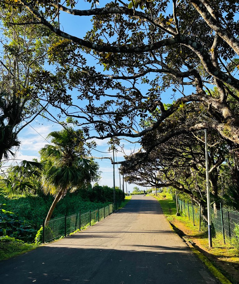 Walking and Jogging under the trees…