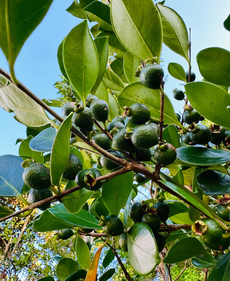Guavas trees are present and soon they will be ripe!
