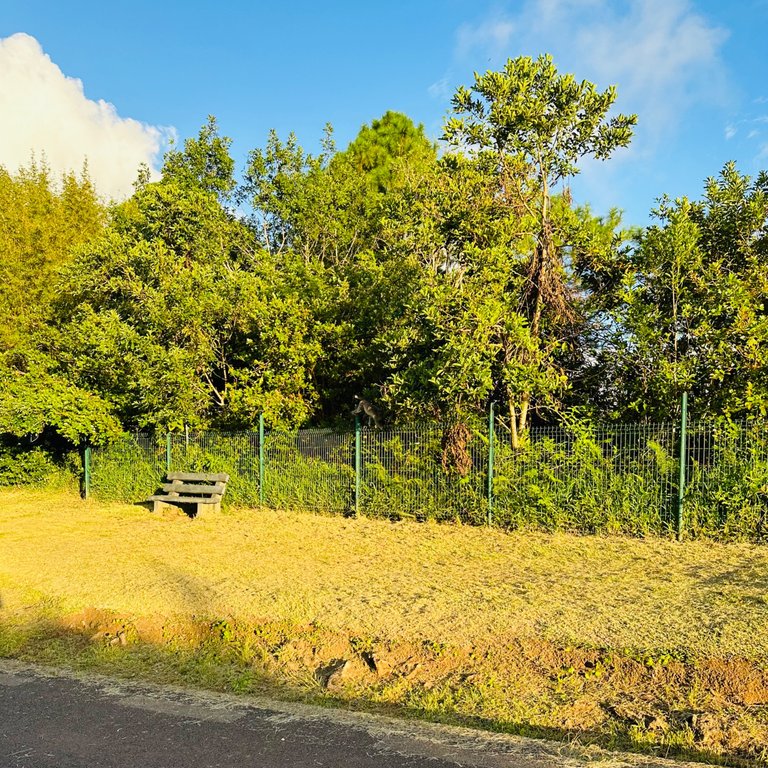 If you zoom in this photos, you will see a monkey walking on the fence…