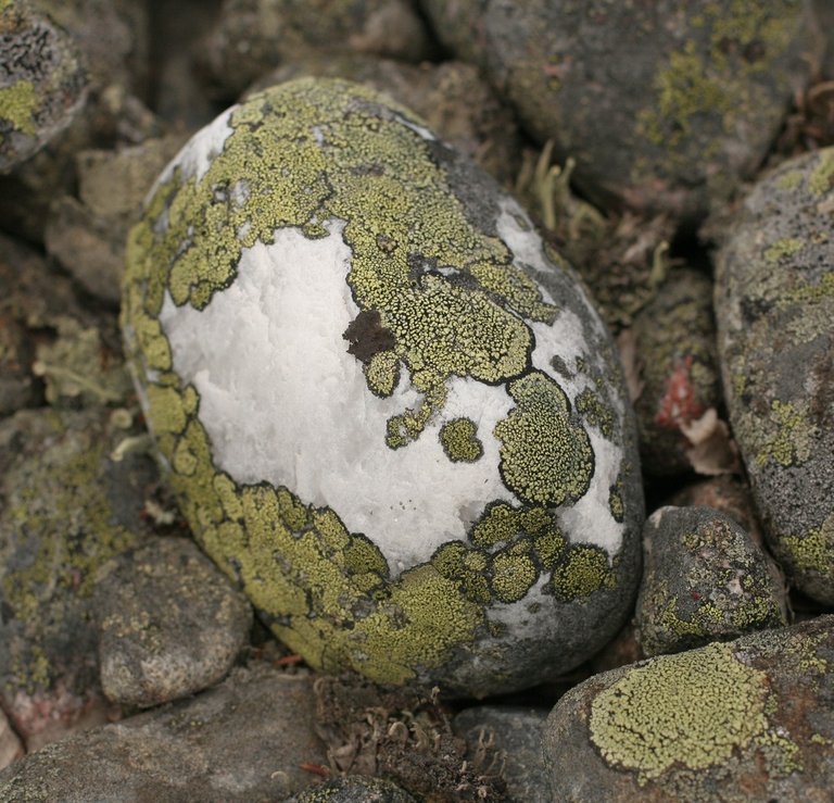 A stone gem decorated with lichens. Isnt it a splendid Faberge Egg, created by Mother nature?
