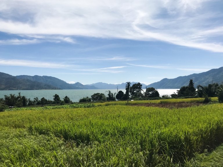 The Lake and The Rice Field