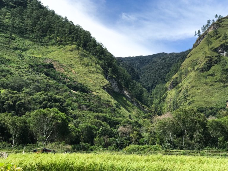 The Hill and The Rice Field