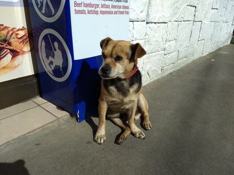 This is Rocky. He was sitting outside the door of a local restaurant.