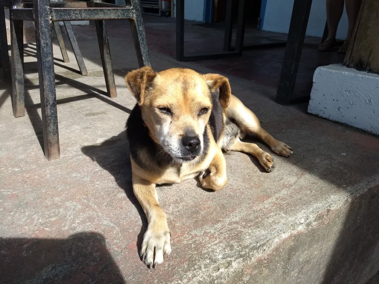 Rocky chilling on the patio waiting for another tourist to give him food.