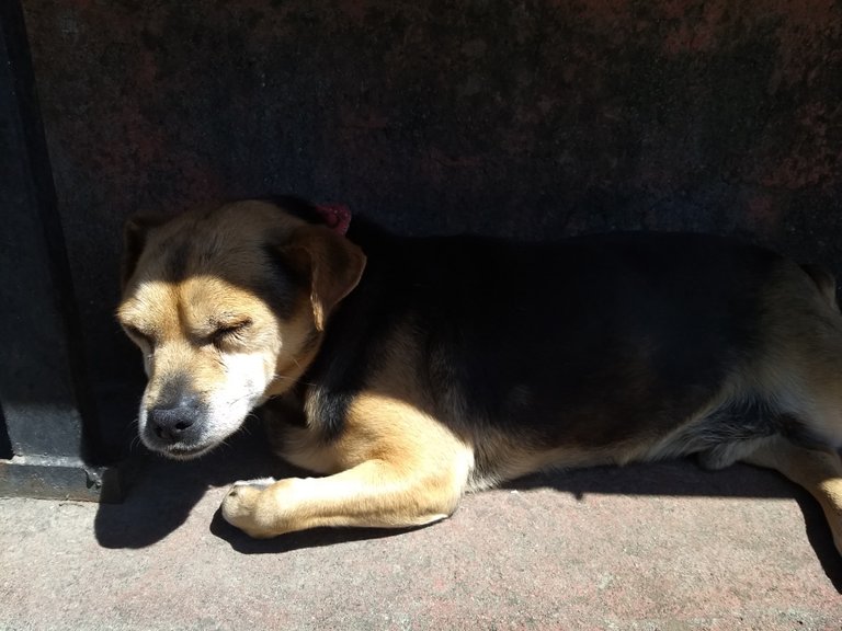 Rocky getting some rest in the shade.