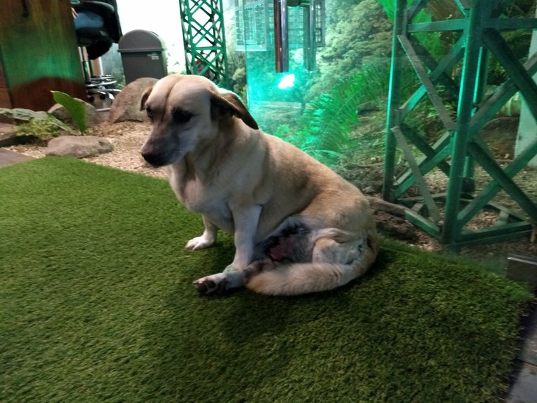 This adorable dog is missing his rear left leg.